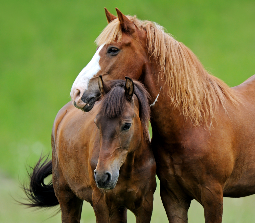 horses
