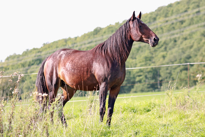 American Trotter