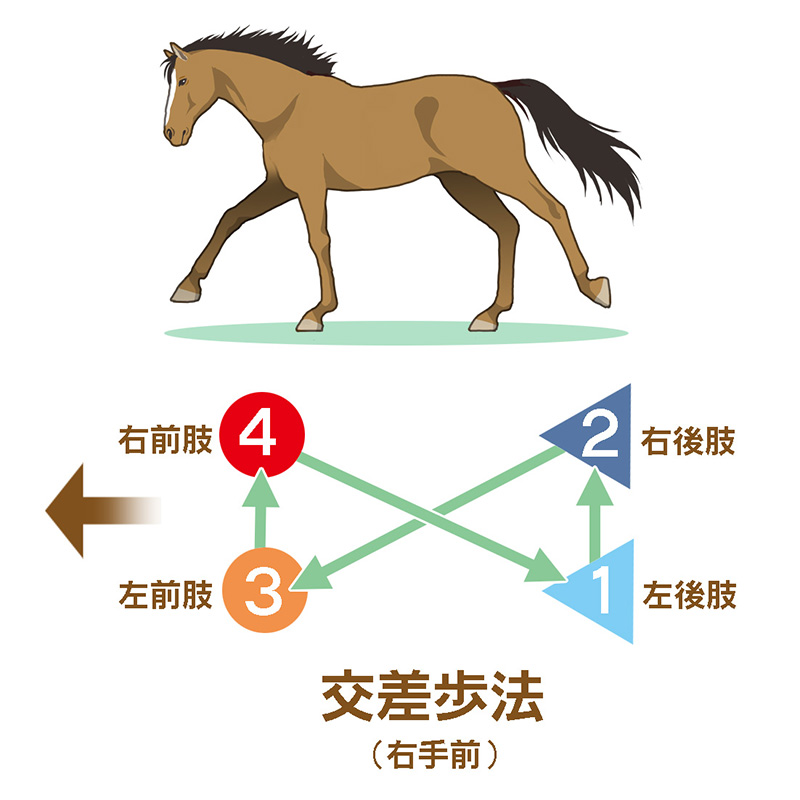 交差歩法_800
