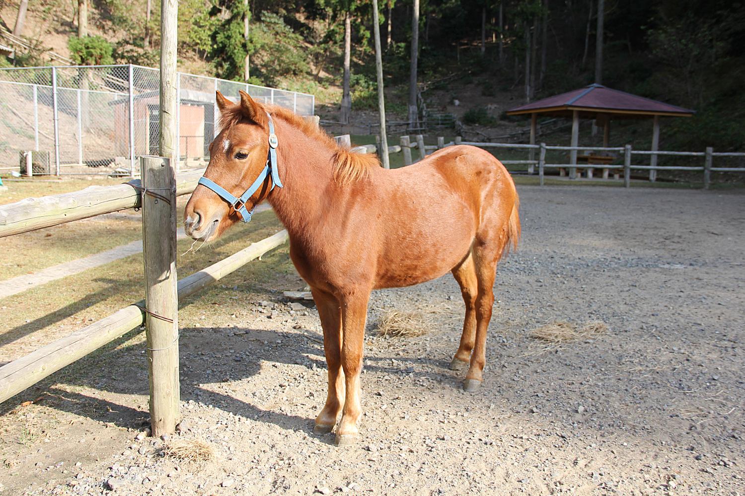 対州馬
