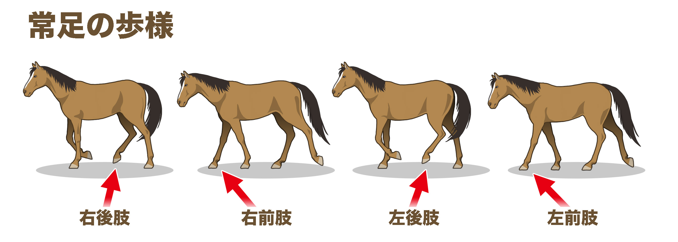 常歩の歩様