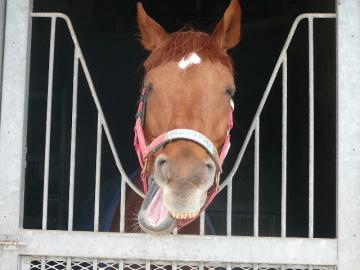 癖ある馬に能あり