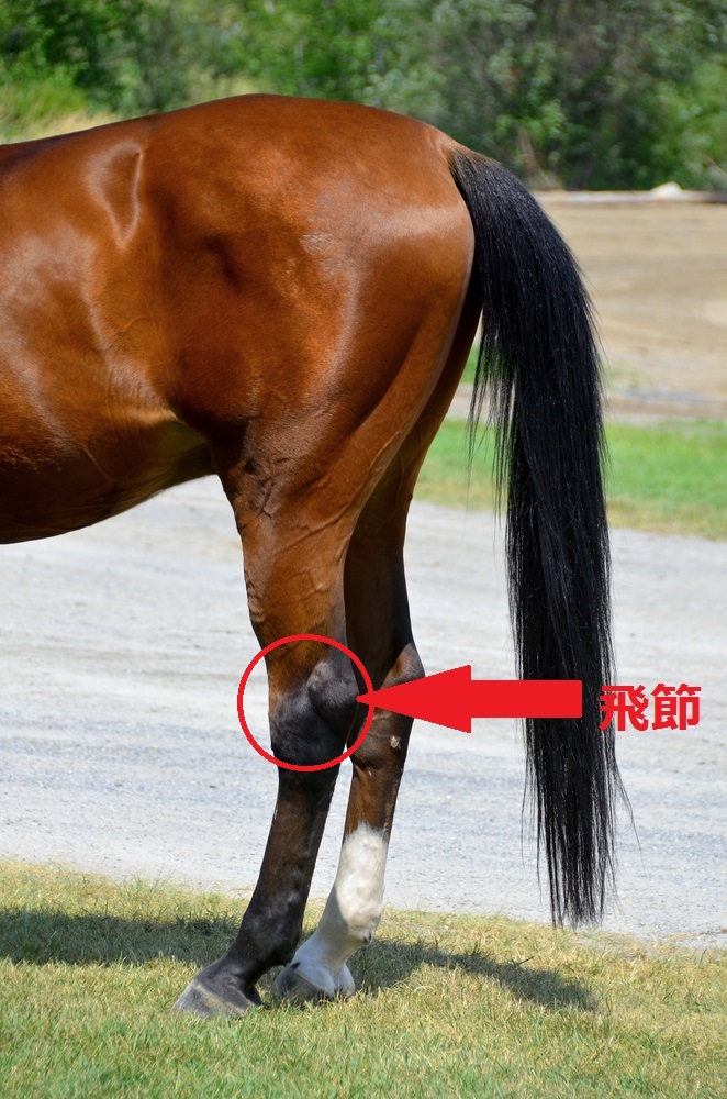 飛節