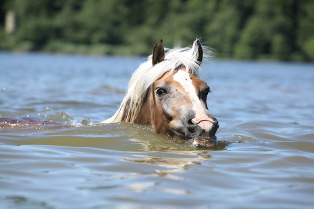Blond haflinger swimming and looking at you