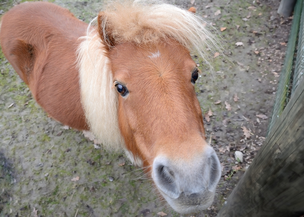 ホースセラピーのお馬さんはどんな馬?
