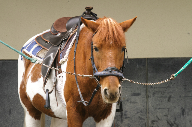 ホースセラピーのお馬さんはどんな馬？